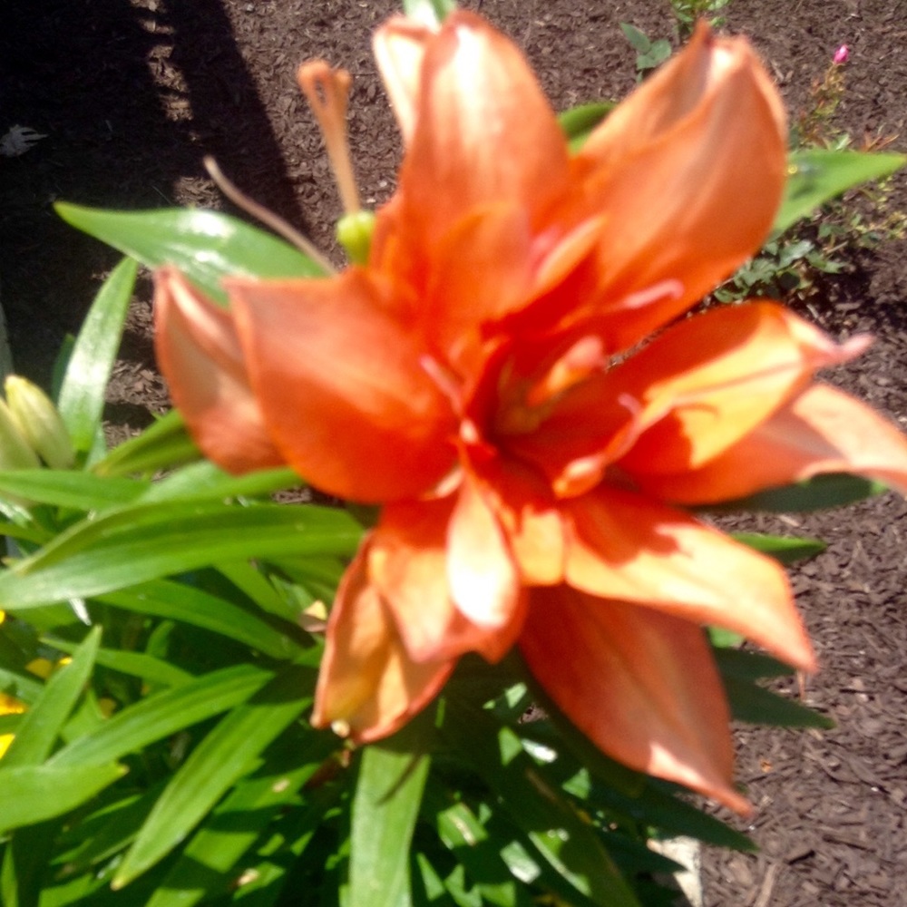 Meet your Posher, Isabella